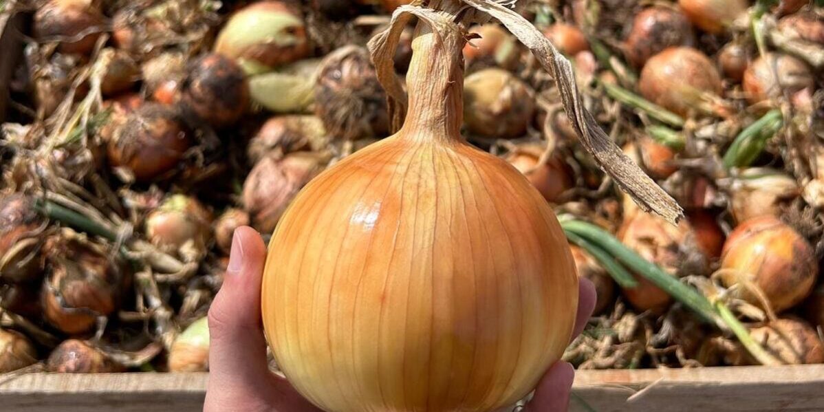 enfermedades de la cebolla enfermedades de la cebolla