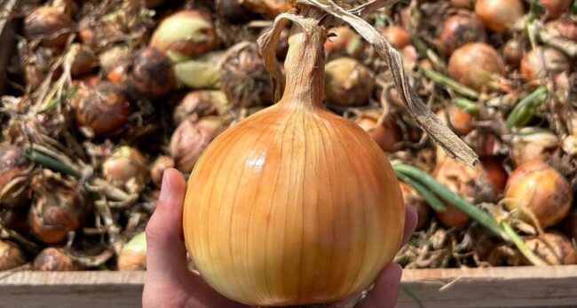 enfermedades de la cebolla