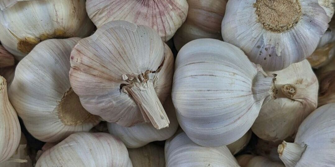 enfermedades del ajo