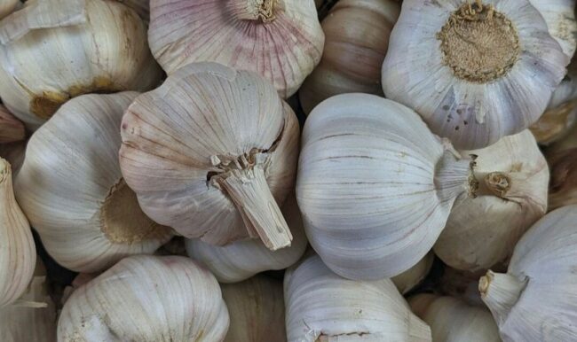 enfermedades del ajo