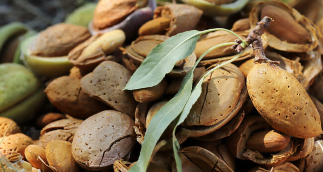 Como detectar el cribado del almendro