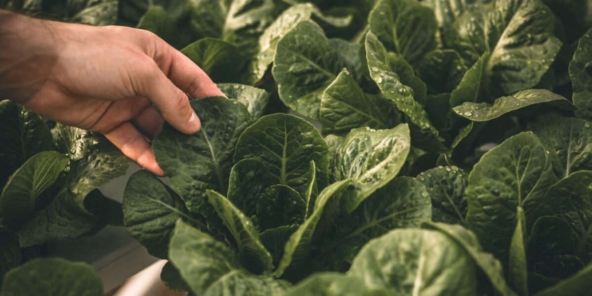 Fertilizacion foliar ventajas Fertilizacion foliar ventajas