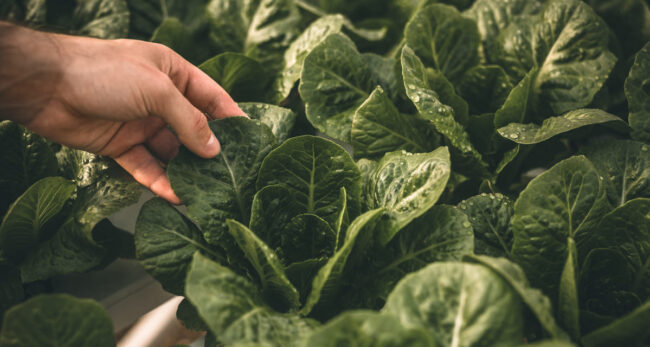 Fertilizacion foliar ventajas