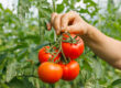como cultivar tomates consejos