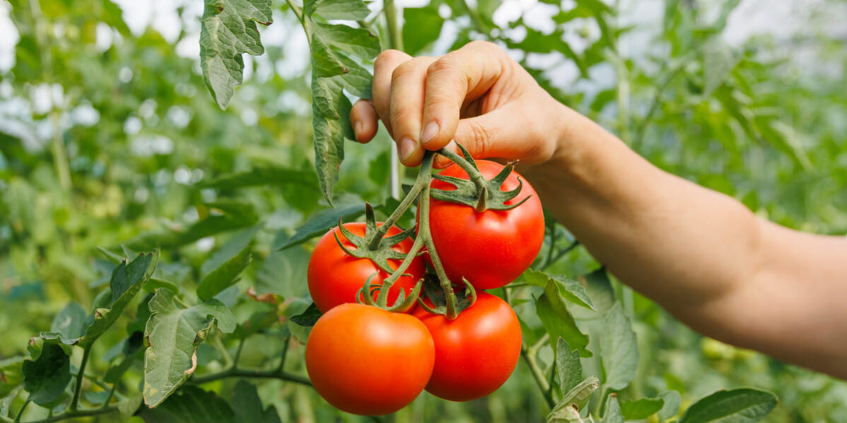 como cultivar tomates consejos
