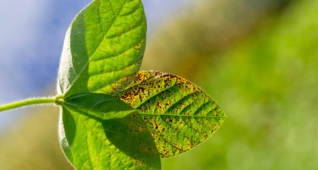 septoria pistacho