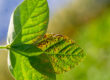 septoria pistacho